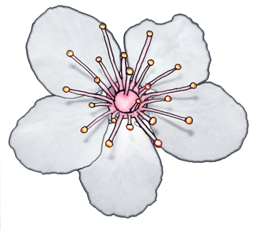 360x322 Cherry Blossom Tattoos - Single Cherry Blossom Drawing