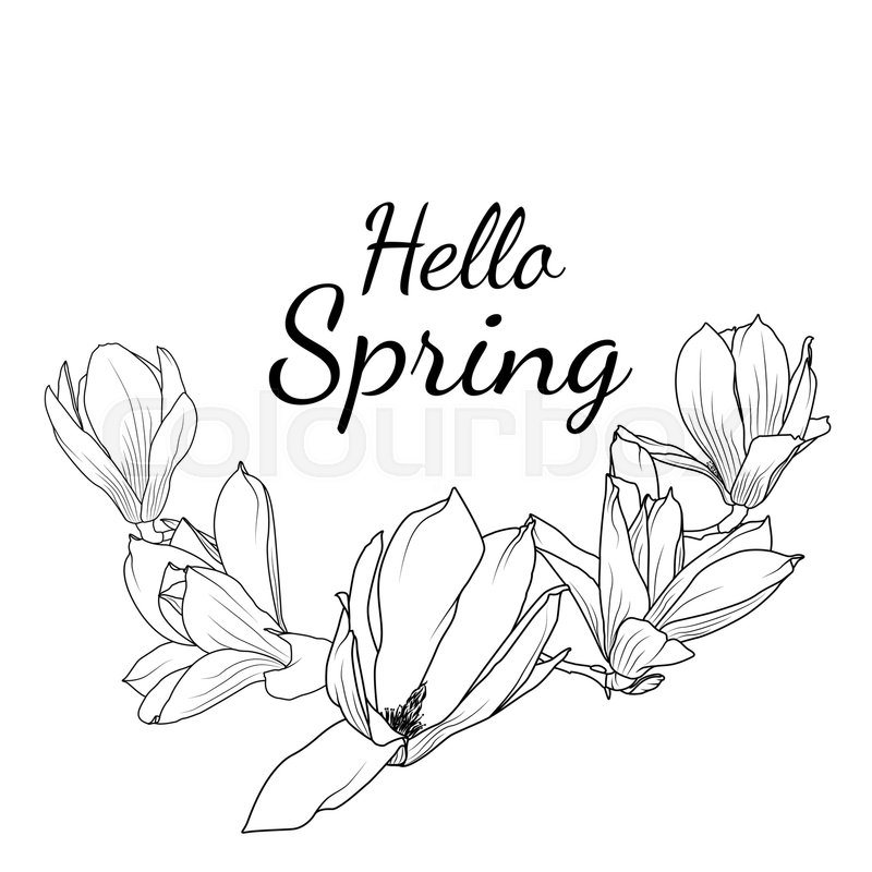 800x800 Magnolia Drawing Apple Blossom For Free Download - Single Cherry Blossom Drawing