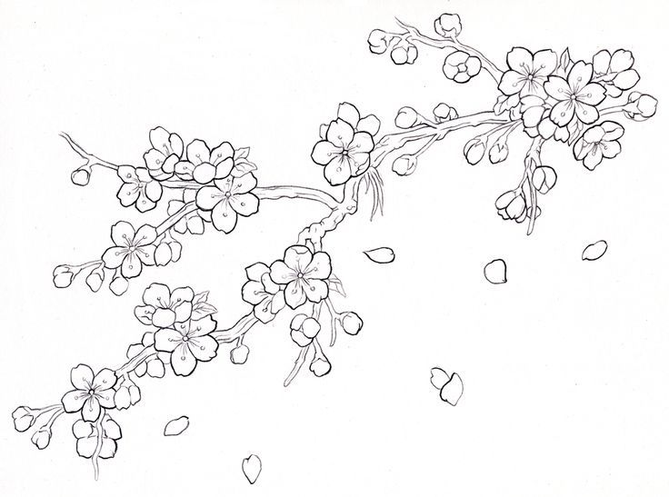 736x547 tattoos cherry blossoms blossom trees sketch tattoo tattoo - Single Cherry Blossom Drawing