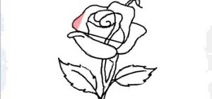 300x140 how to draw a single red rose for beginners drawing - Single Drawing