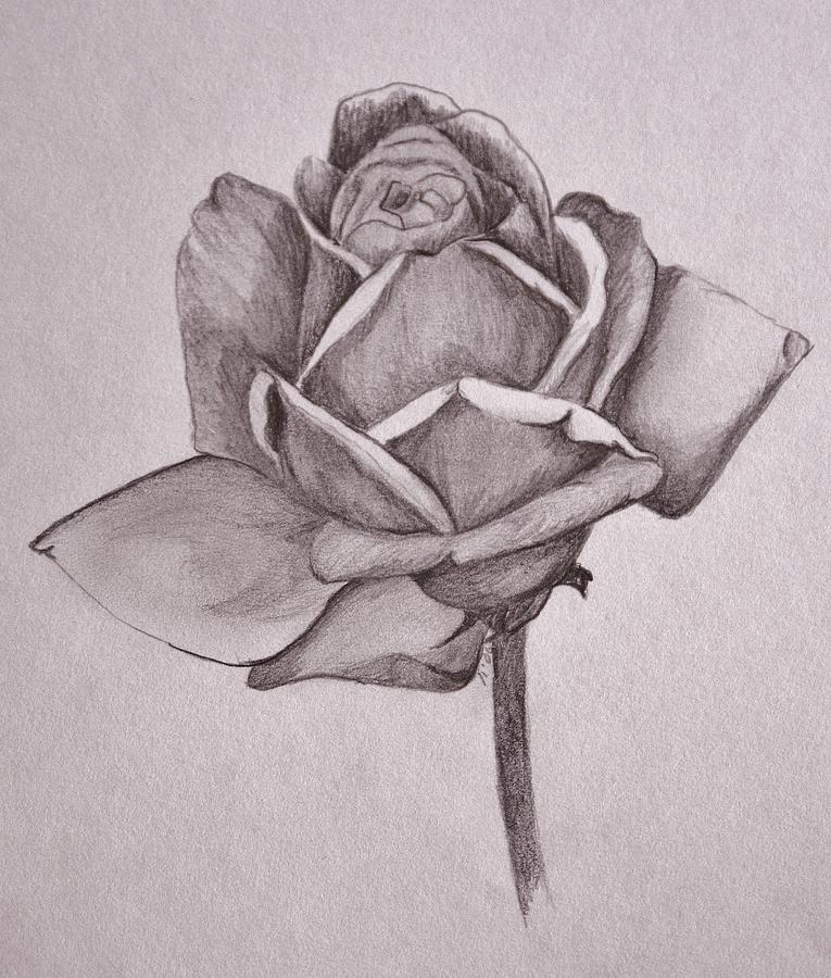 765x900 single rose drawing - Single Drawing