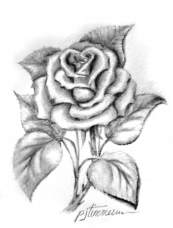 600x790 single rose - Single Drawing