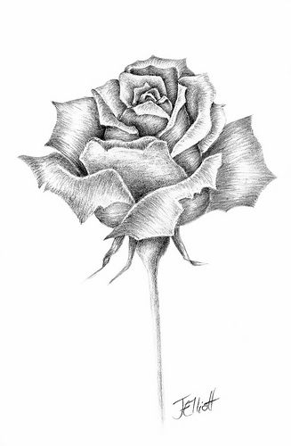 327x500 flowers for gt single rose pencil drawing great pictures pencil - Single Drawing