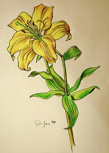214x300 lilly drawing - Single Flower Drawing