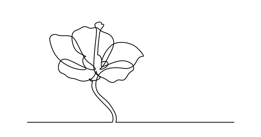 910x480 self drawing animation of single stock footage video - Single Flower Drawing