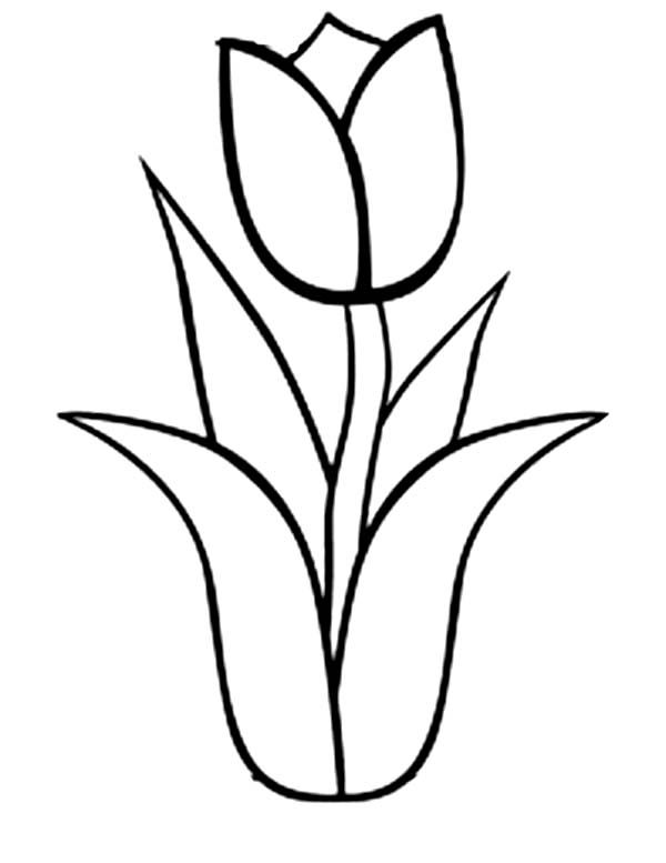 600x777 single flowers drawing - Single Flower Drawing