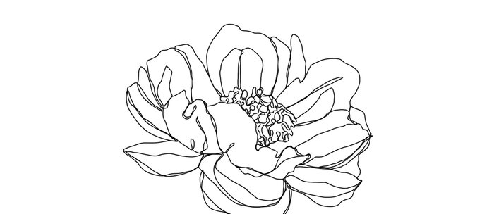 700x304 single flower line drawing - Single Flower Drawing