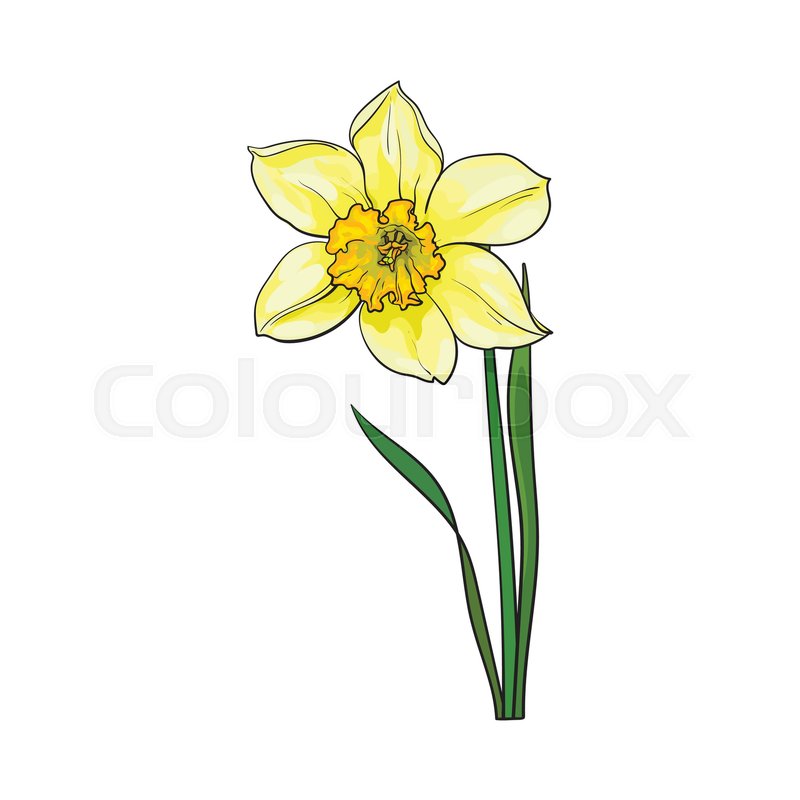 800x800 single yellow daffodil, narcissus stock vector colourbox - Single Flower Drawing