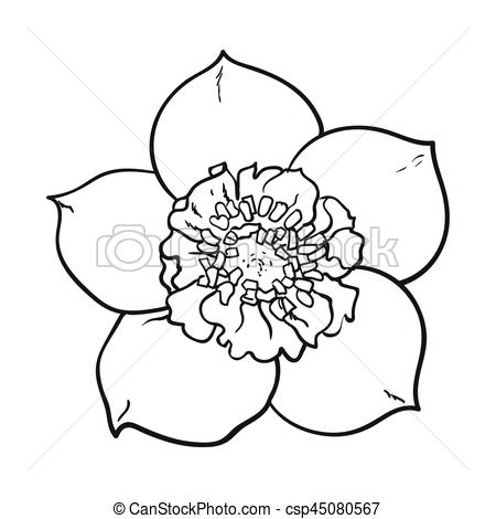 450x470 hellebore, christmas rose single flower, top view, sketch style - Single Flower Drawing