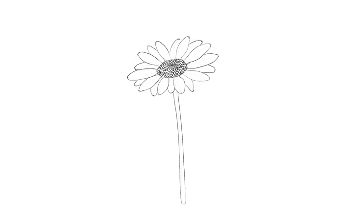 700x448 How To Draw Flowers The Innocent And Cheerful Daisy - Single Flower Drawing