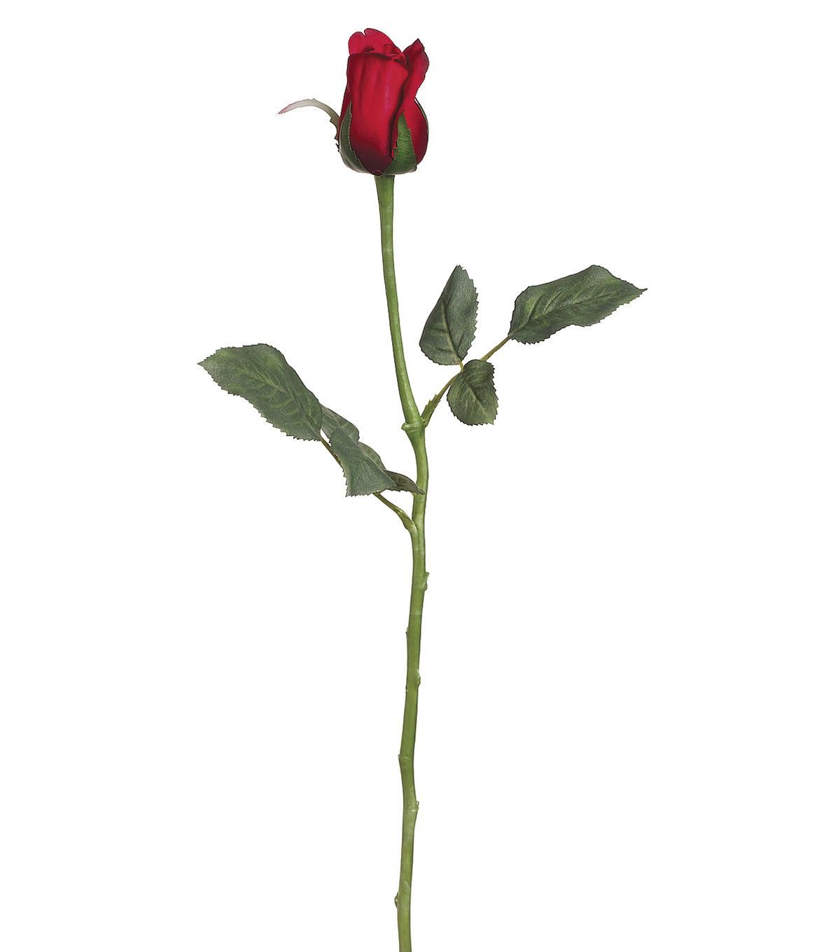 1200x1360 bloom room single princess mary rose bud stem - Single Red Rose Drawing