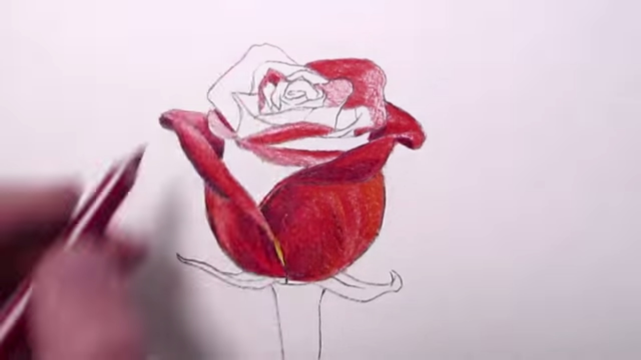 1280x720 How To Draw A Red Rose - Single Red Rose Drawing