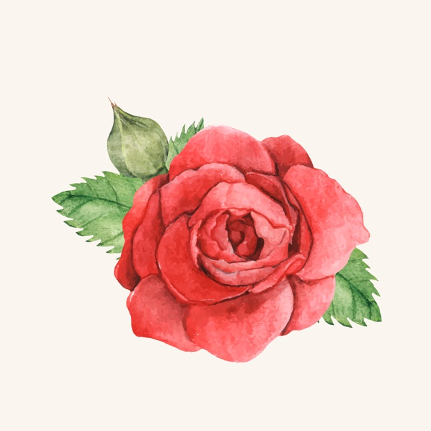 Single Red Rose Drawing at PaintingValley.com | Explore collection of ...