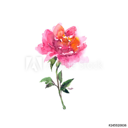 500x500 rose watercolor flower single red flower drawing rose floral - Single Red Rose Drawing