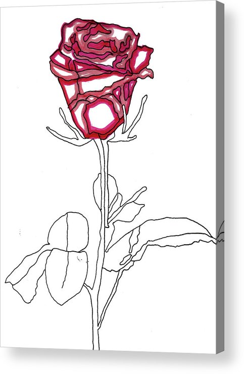 483x740 single red rose drawing acrylic print - Single Red Rose Drawing