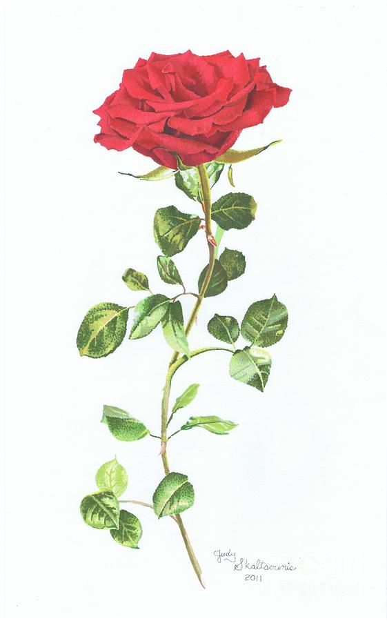 561x900 single red rose drawing - Single Red Rose Drawing