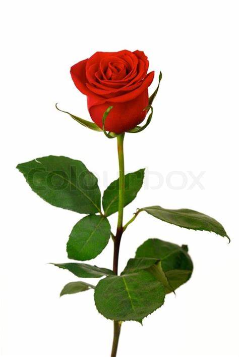 474x707 single red rose drawing gtgt - Single Red Rose Drawing
