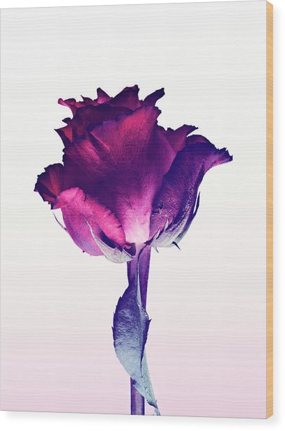 409x618 single red rose photograph - Single Red Rose Drawing