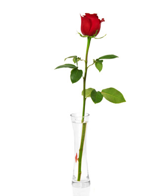 340x397 single red rose image gallery - Single Red Rose Drawing