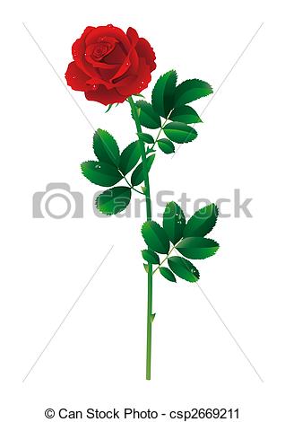 318x470 single red rose - Single Red Rose Drawing