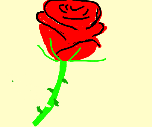 300x250 a single red rose drawing - Single Red Rose Drawing