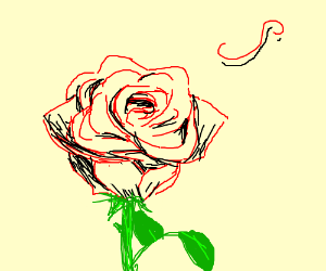 300x250 a single red rose drawing - Single Red Rose Drawing