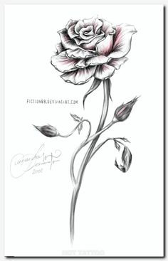 236x367 black and white drawings of roses black and red roses drawings - Single Red Rose Drawing