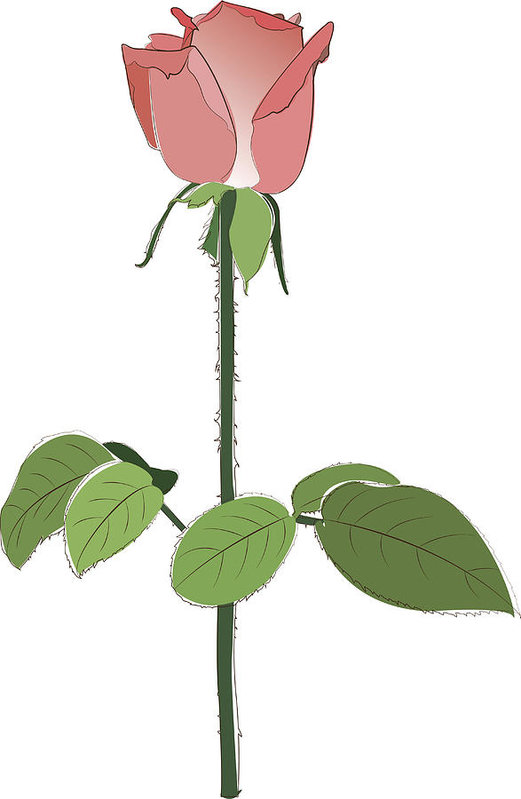 521x799 single rose art print - Single Rose Drawing