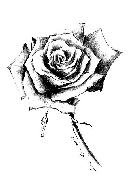 465x656 single rose drawing - Single Rose Drawing