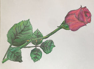 300x221 Single Rose Drawing Original Artwork - Single Rose Drawing