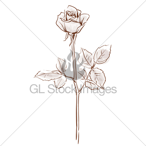 500x500 Single Rose Flower Isolated On The White Background, Vecto Gl - Single Rose Drawing