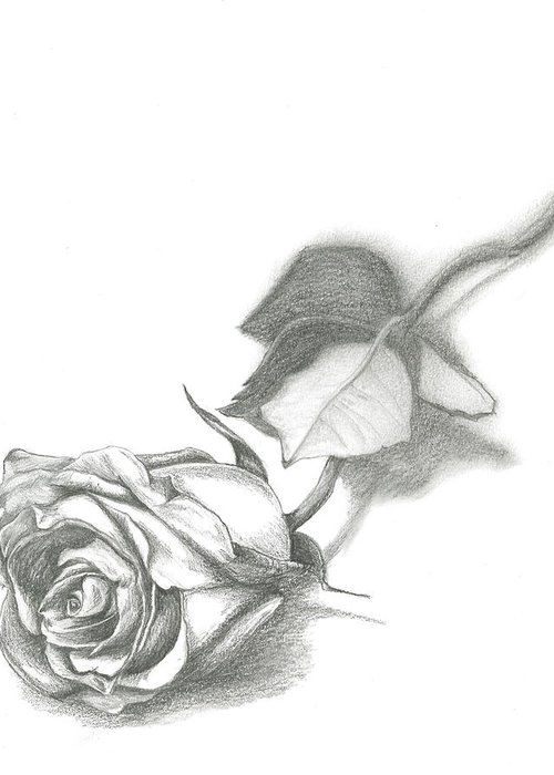 500x700 Single Rose Greeting Card For Sale - Single Rose Drawing