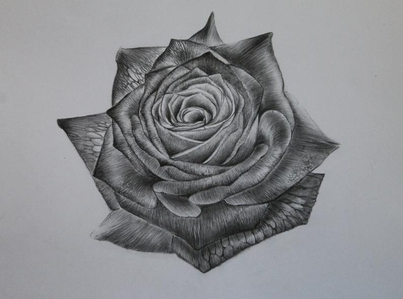 Single Rose Drawing at PaintingValley.com | Explore collection of ...