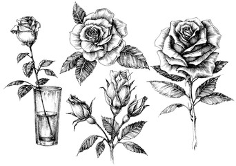 342x240 Single Roses Drawing Set - Single Rose Drawing