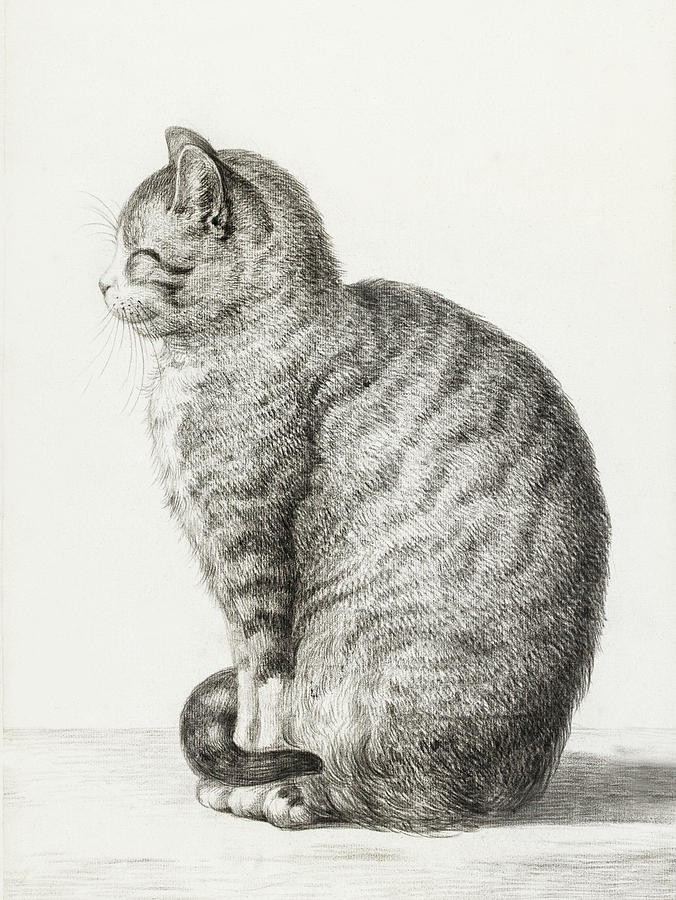 Sitting Cat Drawing at Explore collection of