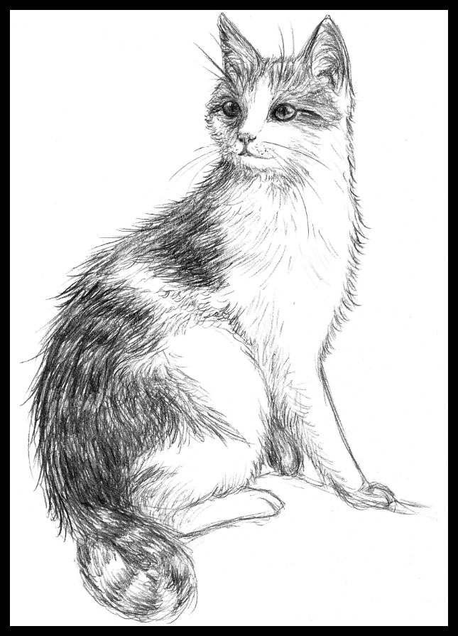645x895 Sitting Cat - Sitting Cat Drawing
