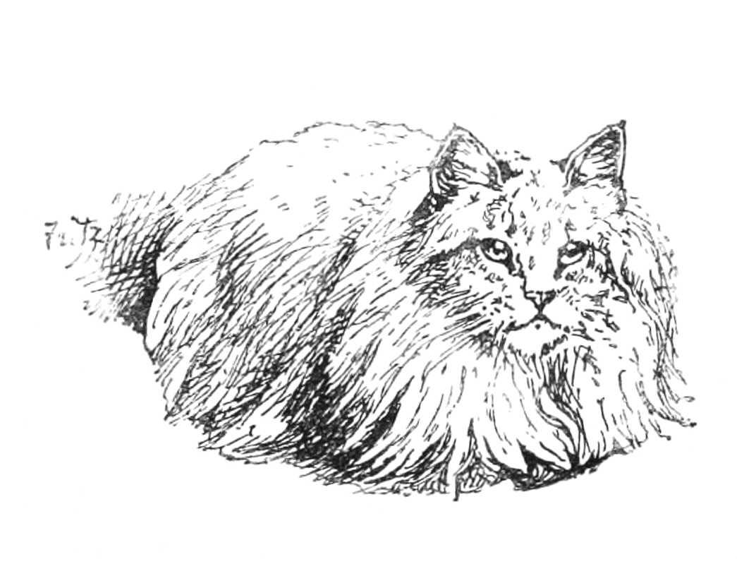 1045x799 Vintage White Sitting Cat Drawing - Sitting Cat Drawing