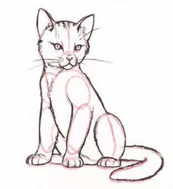600x656 How To Draw Sitting Cat Step - Sitting Cat Drawing