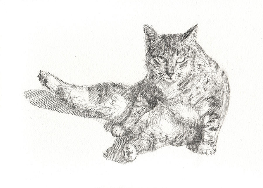  Sitting Cat Drawing at PaintingValley.com Explore collection of 