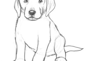 300x210 drawing of a dog sitting easy ways to draw a cartoon dog - Sitting Dog Drawing