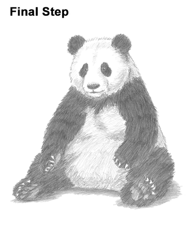 386x500 How To Draw A Panda - Sitting Drawing