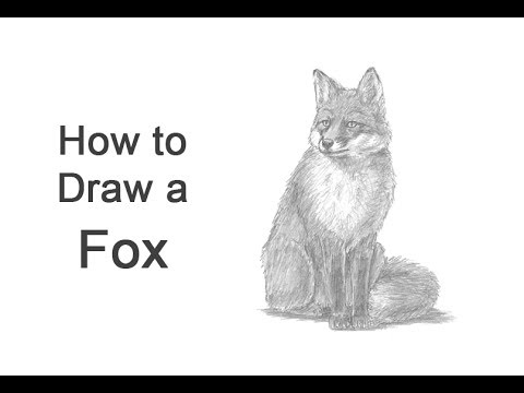 480x360 How To Draw A Fox - Sitting Fox Drawing