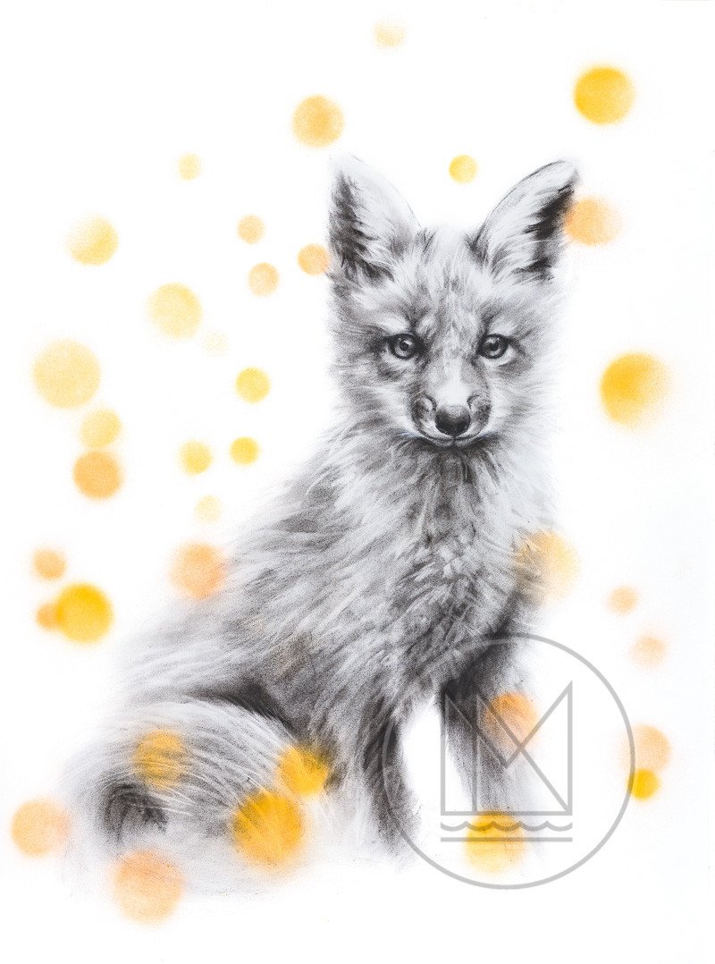 800x1078 Sitting Fox Mississippinorth - Sitting Fox Drawing