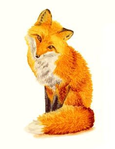 236x306 Red Fox Drawing - Sitting Fox Drawing