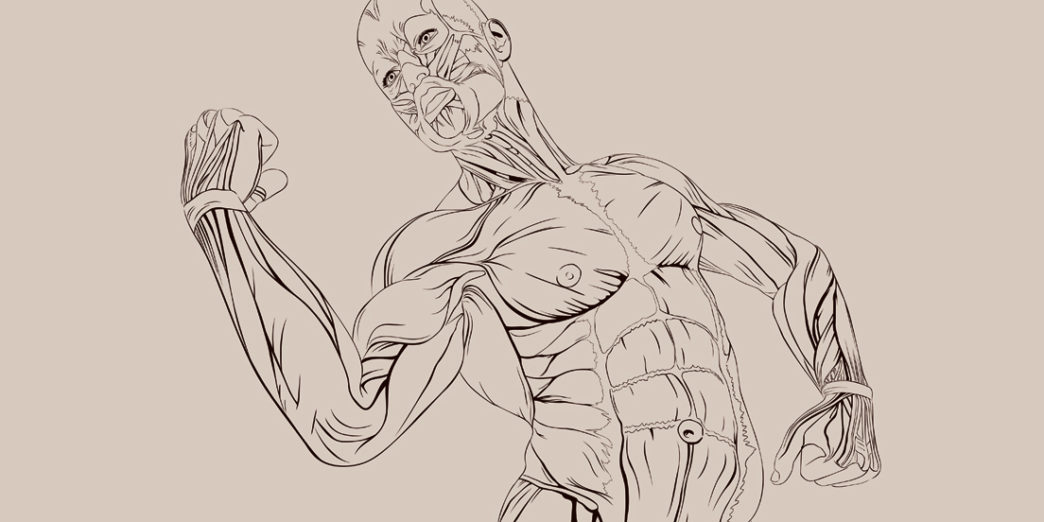 1044x522 the science behind the six pack abs halley medical aesthetics blog - Six Pack Abs Drawing