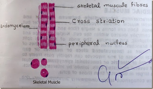 512x297 histology slides database skeletal muscle high resolution - Skeletal Muscle Drawing