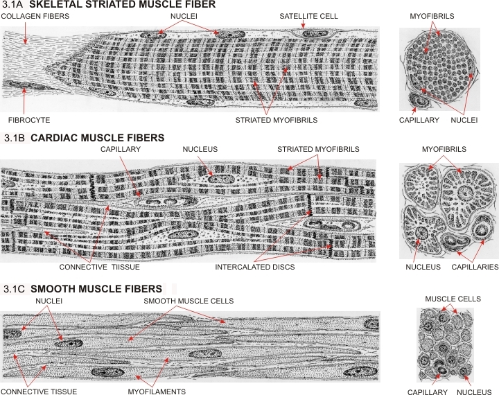 720x570 muscle tissue - Skeletal Muscle Drawing
