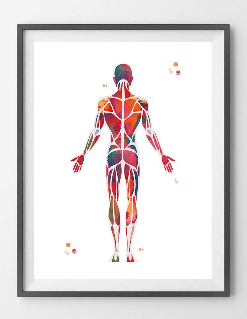 794x1024 muscular system watercolor print skeletal muscle anatomy art - Skeletal Muscle Drawing