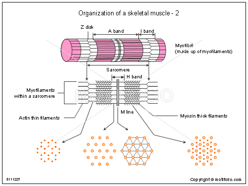 500x375 organization of a skeletal muscle illustrations - Skeletal Muscle Drawing