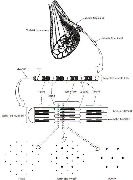 537x723 skeletal muscle contraction and the motor unit - Skeletal Muscle Drawing